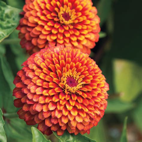 tudor zinnia seeds uk.